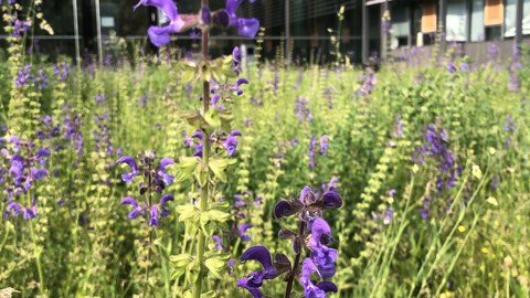 Wiesensalbei blau blühend