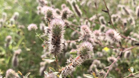 Hasenklee blühend