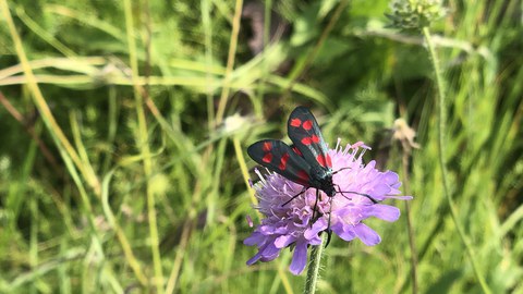 Schmetterling, Sechsfleckwidderchen auf Blüte