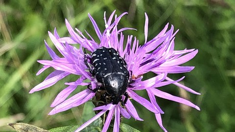 Rosenkäfer auf Blüte