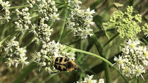 Käfer auf weißer Blüte