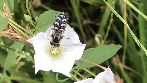 Schwebfliege auf weißer Blüte
