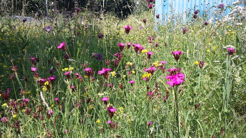 Karthäusernelke, pink blühend