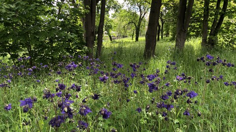 Wiese mit Akelei blühend