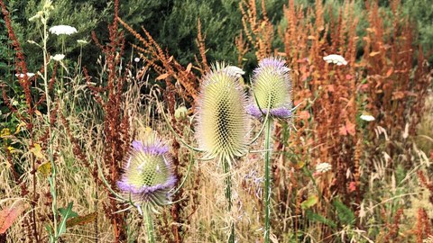 Distel, Wilde Karde auf Insektenwiese