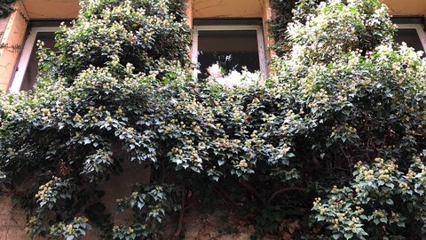 Efeu als Fassadengrün im Hülssehof