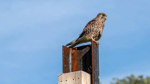 Turmfalke sitzend