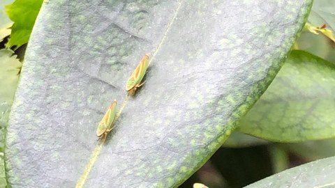 zwei kleine Insekten, Zikaden in der Mitte eines Rhododendronblattes