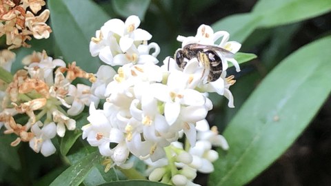 Biene auf Ligusterblüte