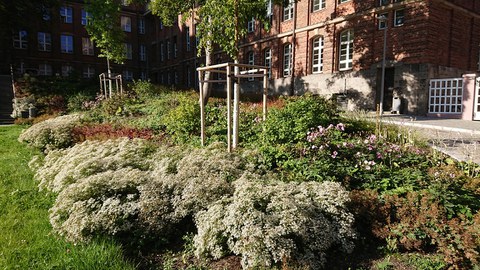 Staudenfläche im Innenhof des Fritz-Förster-Baus am TU Dresden Campus