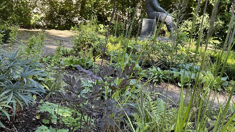 Kräuter und Stauden in Pflanzbeeten im Hülßegarten