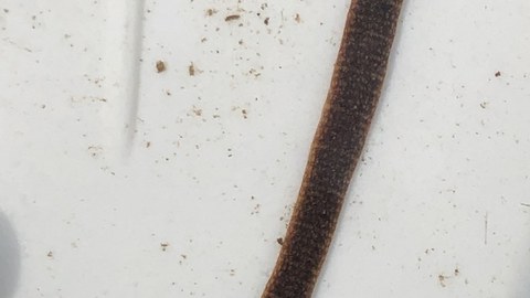 Fischegel