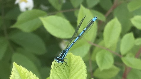 Libelle Azurjungfer