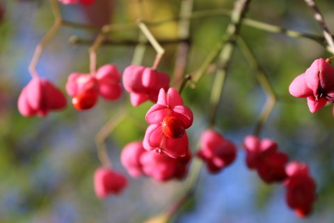 Früchte des Pfaffenhütchens