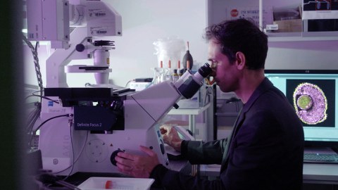 Professor Campàs sits in a laboratory and works at the microscope