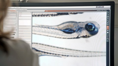 Zebrafish under the microscope