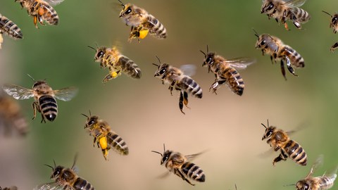 Bienenschwarm