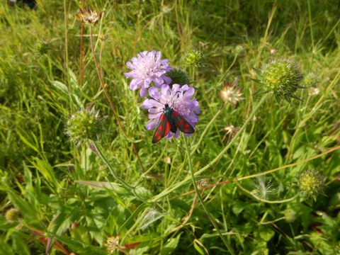 Sechfleck-Widderchen auf Witwenblume