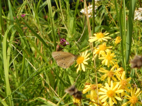 Brauner Waldvogel/Schornsteinfeger