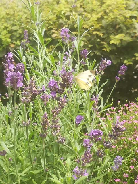 Kohlweißling auf Lavendel