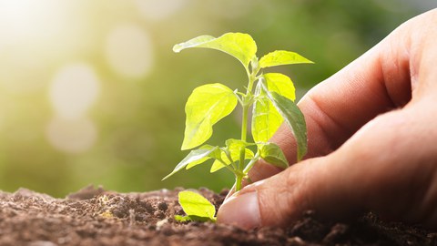 A young plant being planted in the earth