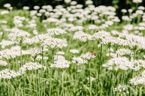 Foto von weißen Feldblumen, auf denen vereinzelte Bienen sitzen von nahen. 