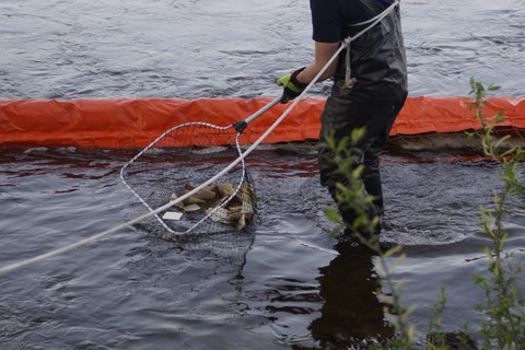 Foto eines Gewässers, recht steht eine Person, die einen Kescher ins Wasser hält. Darin befinden sich quadratische Pappstücke. Im Hintergrund