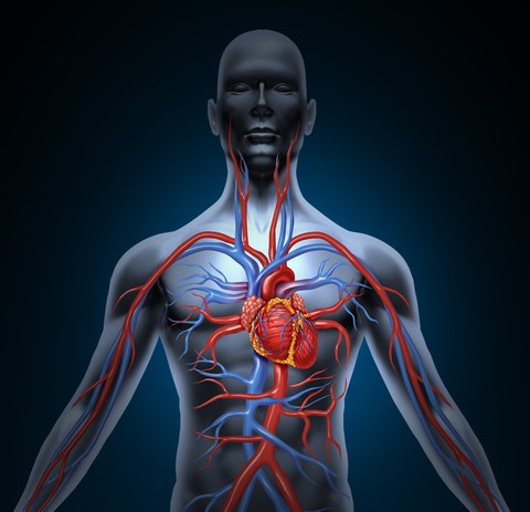 Mensch-Herz-Kreislauf-System