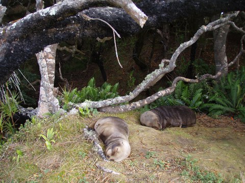 Zwei Seelöwen liegend schlafend in einem Wald