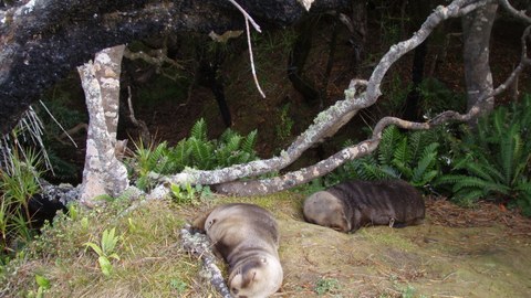 Zwei Seelöwen liegend schlafend in einem Wald