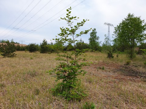 junge Buche bei Riesa