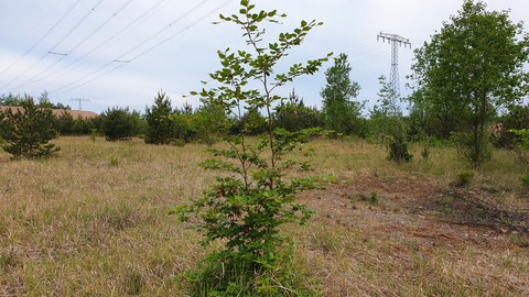 junge Buche bei Riesa