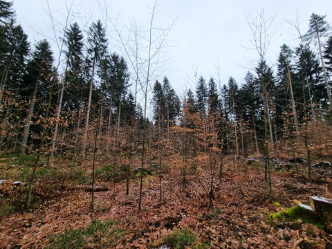 jungen Buchen Tharandter Wald