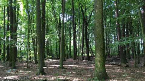 Blick in einen Wald