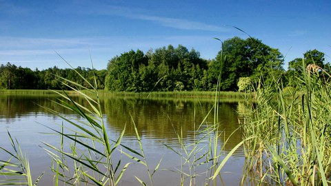 Teichlandschaft