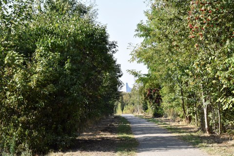 Ein asphaltierter Weg führt durch Baumbepflanzung rechts und links.