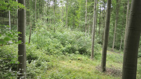 Blick in einen Wald