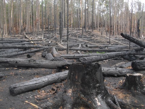 Waldbrand Sächsische Schweiz 2022