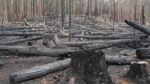 Waldbrand Sächsische Schweiz 2022