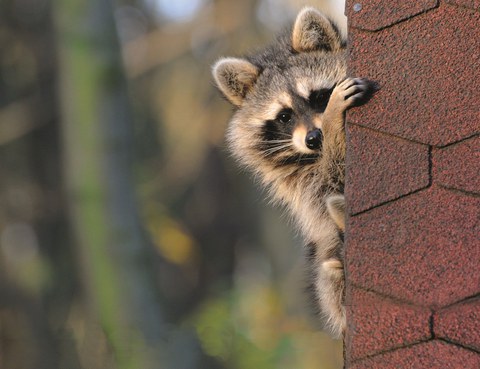 Waschbär an einer Mauer.