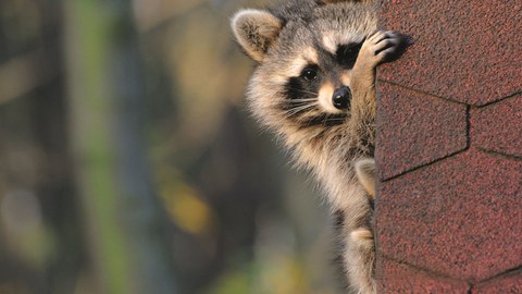 Waschbär an einer Mauer.