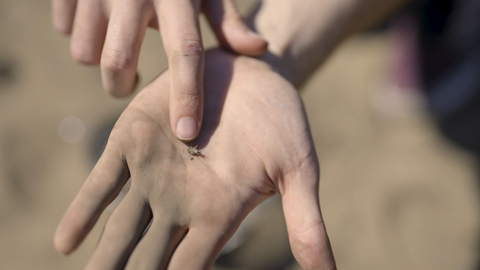 Ein Ameisenlöwe auf einer Hand.