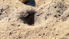 Sandtrichter des Ameisenlöwen mit einer erbeuteten Ameise.