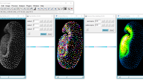 Visualisierung von sich entwickelnden Käferembryonen (3 Bilder nebeneinander) 