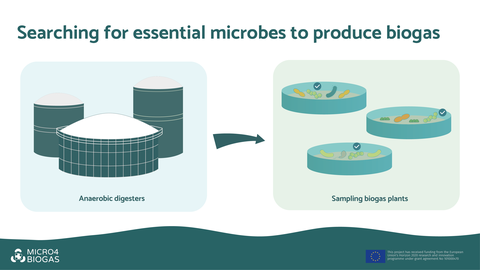 Grafik mit der Überschrift: Searching for essential microbes to produce biogas