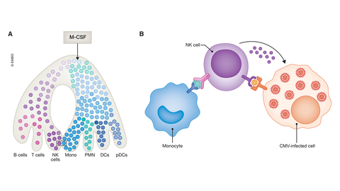 Grafik der neuen Methode zur Stärkung des Immunsystems.