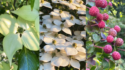 Fotocollage aus drei Aufnahmen des Blumenhartriegels, links und Mitte mit weißen Blüten, rechts mit roten Früchten