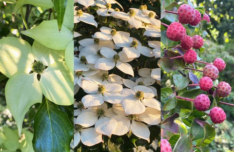 Fotocollage aus drei Aufnahmen des Blumenhartriegels, links und Mitte mit weißen Blüten, rechts mit roten Früchten