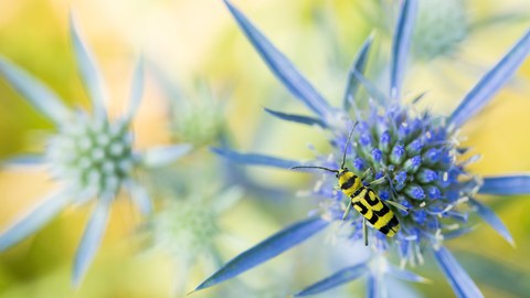 Ein gelb-schwarz gestreiftes Insekt sitzt auf einer blauen Blüte