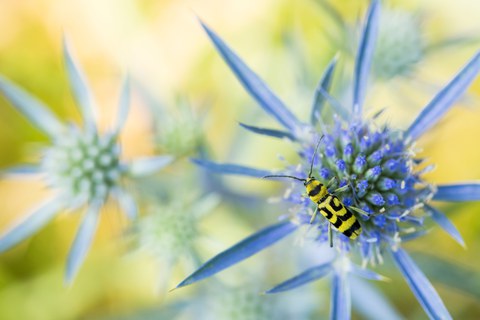 Ein gelb-schwarz gestreiftes Insekt sitzt auf einer blauen Blüte